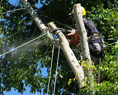 Prix et tarifs pour l'élagage de vos arbres : comparatif 2026
