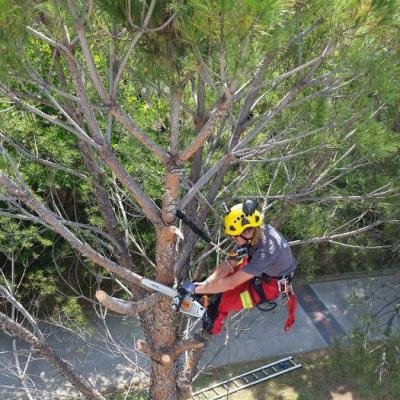 ELAGAGE D'ARBRE - Photo 5