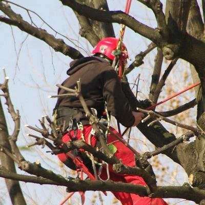 Jardinier paysagiste ELAGAGE D'ARBRE 80340