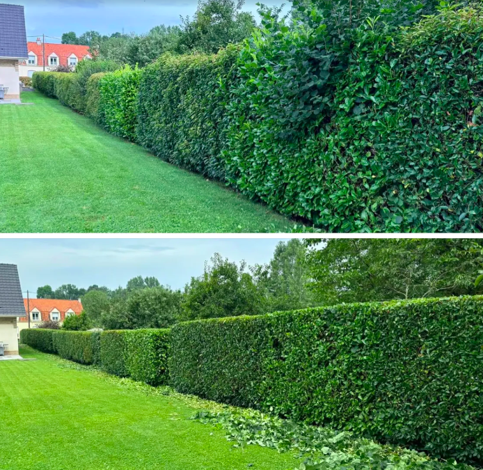 Entretien espace Vert - Photo 5